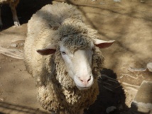Insolite : Un logiciel pour  reconnaître les  moutons malheureux