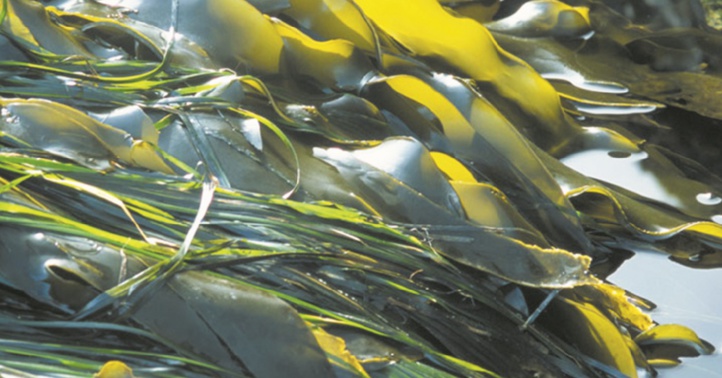 Hausse significative de la biomasse algale en 2017 Hausse significative de la biomasse algale en 2017