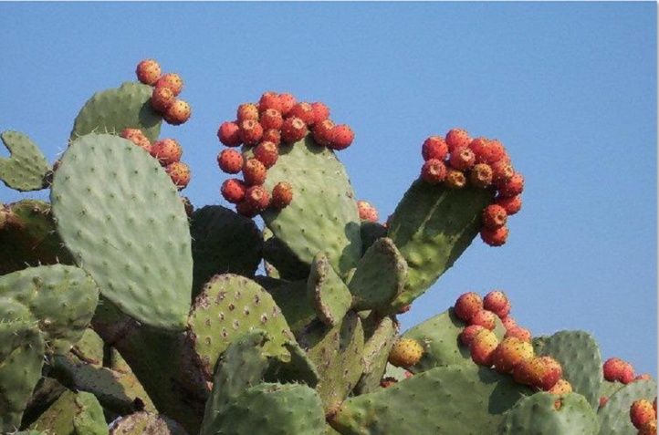 La cochenille du cactus envahit les plantations