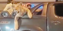 Insolite : Virée en voiture avec une lionne