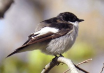 En matière de chant d'oiseau, les gènes font la différence En matière de chant d'oiseau, les gènes font la différence