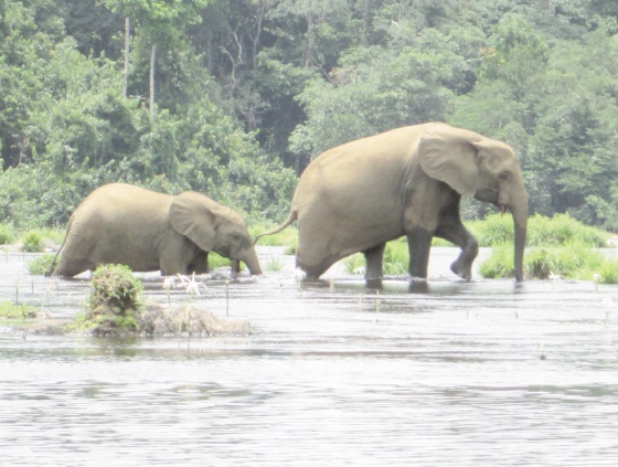 Au Gabon, protéger les éléphants mais aussi les villageois Au Gabon, protéger les éléphants mais aussi les villageois