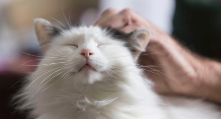 Comment le chat est devenu l'animal de compagnie numéro un