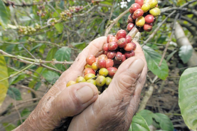 La culture du café en Ethiopie menacée par le réchauffement climatique
