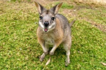 Insolite : Wallaby errant Insolite : Wallaby errant