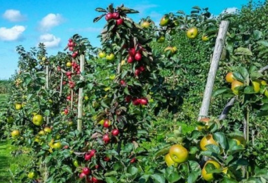 Plantation de 10.000 ha additionnels d’arbres fruitiers dans la province d’Al-Hoceima