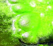 Tour d'horizon des carburants alternatifs disponibles aujourd'hui : Les biocarburants sont déjà là Tour d'horizon des carburants alternatifs disponibles aujourd'hui : Les biocarburants sont déjà là