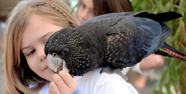 Le cacatoès noir, seul animal à utiliser un instrument de musique Le cacatoès noir, seul animal à utiliser un instrument de musique