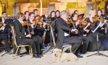 Insolite : Chien mélomane