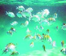 Changement climatique : Diminution de la taille des poissons Changement climatique : Diminution de la taille des poissons