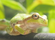 Des milliers d'espèces de grenouilles grâce aux dinosaures