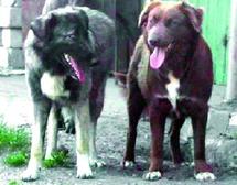 Une espèce canine nationale digne d'intérêt : Le chien de l'Atlas menacé de disparition Une espèce canine nationale digne d'intérêt : Le chien de l'Atlas menacé de disparition