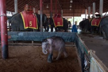En Thaïlande, envers du décor sombre pour les "éléphants à touristes"