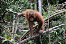 Chute alarmante de la population d'orangs-outangs de Bornéo