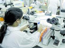Grippe porcine : Inquiétudes sur la fabrication en masse des vaccins Grippe porcine : Inquiétudes sur la fabrication en masse des vaccins