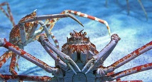 Chez l'araignée de mer,  le sang et l'oxygène  circulent grâce  aux intestins