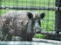 Insolite : Sanglier tchèque contre avion russe Insolite : Sanglier tchèque contre avion russe