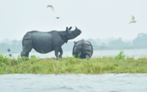 L'anéantissement de la vie sauvage s'accélère L'anéantissement de la vie sauvage s'accélère