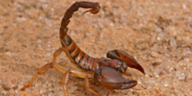 Les piqûres fatales des scorpions