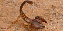 Les piqûres fatales des scorpions Les piqûres fatales des scorpions