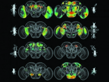 Une intelligence artificielle a décrypté le cerveau des mouches Une intelligence artificielle a décrypté le cerveau des mouches