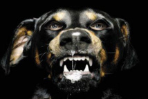 La rage fait rage La rage fait rage