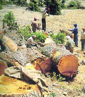 11,3 millions de tonnes de bois-énergie sont consommés chaque année : La forêt marocaine mise à mal 11,3 millions de tonnes de bois-énergie sont consommés chaque année : La forêt marocaine mise à mal