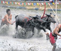 Insolite : ​Courses de buffles à la thaïlandaise