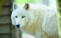 Les chiens viendraient tous d'une même population de loups Les chiens viendraient tous d'une même population de loups