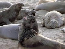 Les éléphants de mer sensibles au rythme et au ton des cris de leurs congénères Les éléphants de mer sensibles au rythme et au ton des cris de leurs congénères