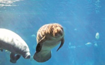 Insolite : Anniversaire Insolite : Anniversaire