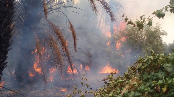 Un incendie ravage la palmeraie de Boudenib