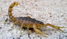 Traitement des piqûres de scorpion et sérums antivenimeux disponibles dans les hôpitaux de Béni Mellal-Khénifra