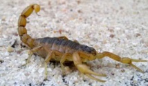 Traitement des piqûres de scorpion et sérums antivenimeux disponibles dans les hôpitaux de Béni Mellal-Khénifra Traitement des piqûres de scorpion et sérums antivenimeux disponibles dans les hôpitaux de Béni Mellal-Khénifra