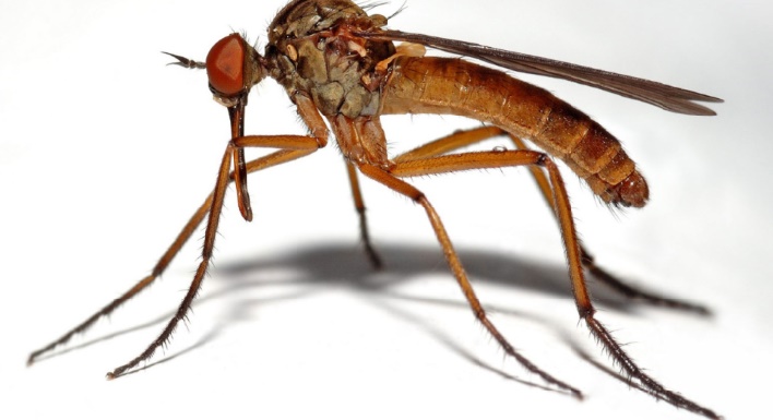 Réponses d’experts : Comment soulagerune piqûre de moustique rapidement Réponses d’experts : Comment soulagerune piqûre de moustique rapidement