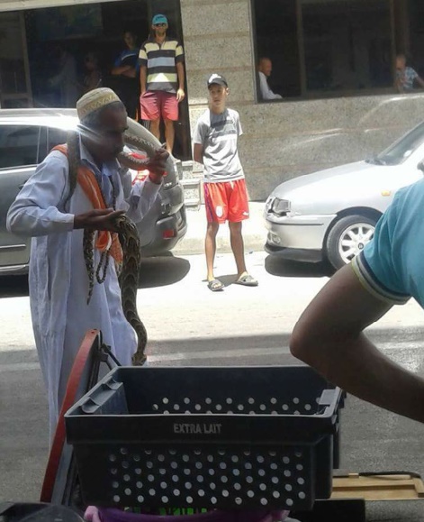 Un psylle succombe à la morsure de son compagnon à Tétouan Un psylle succombe à la morsure de son compagnon à Tétouan