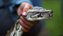 Insolite : Attaquée par son boa