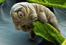 Les secrets de l'indestructible ourson d'eau décryptés Les secrets de l'indestructible ourson d'eau décryptés