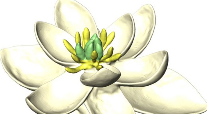 La toute première fleur était hermaphrodite