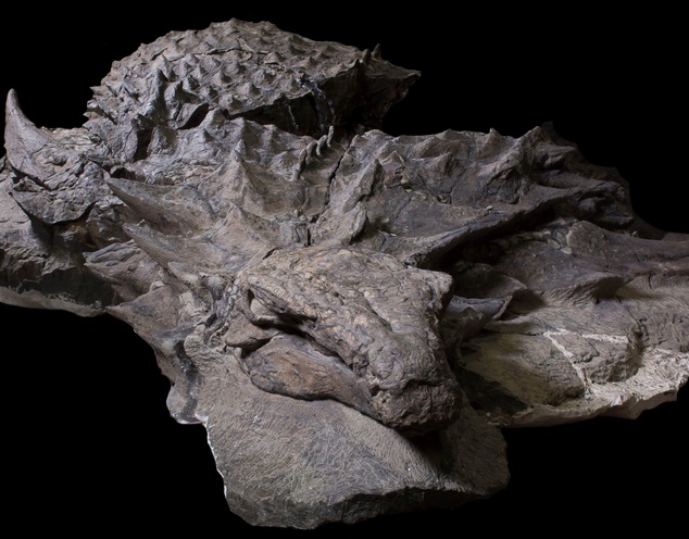 Découverte d’un nouveau dinosaure bien préservé Découverte d’un nouveau dinosaure bien préservé