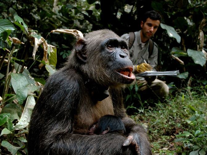 Des chimpanzés décimés par l'anthrax