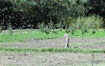 La menace accridienne se précise : L’ONU tire la sonnette d’alarme La menace accridienne se précise : L’ONU tire la sonnette d’alarme