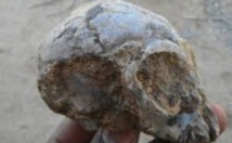 Un crâne de primate donne de précieux indices sur l'évolution des grands singes Un crâne de primate donne de précieux indices sur l'évolution des grands singes