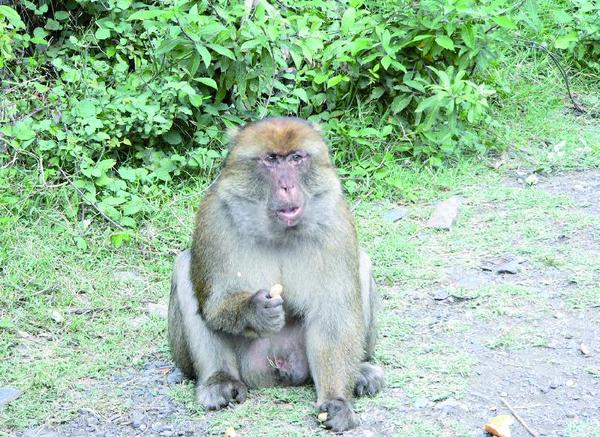 Selon des chercheurs : Le singe magot court un réel danger de disparition Selon des chercheurs : Le singe magot court un réel danger de disparition