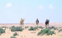 La deuxième édition aura lieu du 30 octobre au 1er novembre : Le dromadaire tient salon à Laâyoune La deuxième édition aura lieu du 30 octobre au 1er novembre : Le dromadaire tient salon à Laâyoune