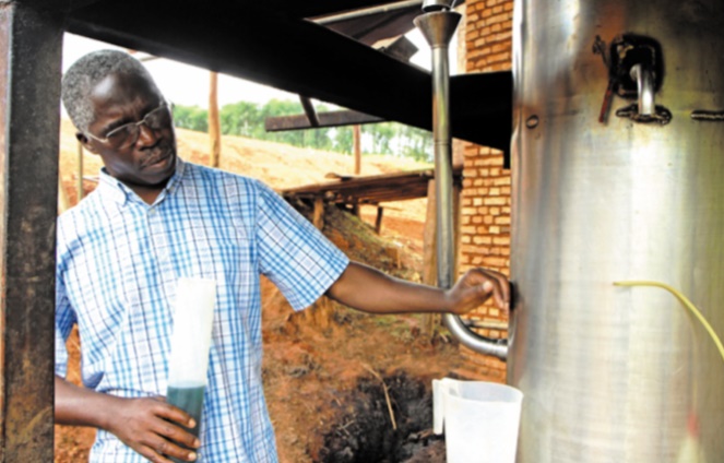 Les huiles essentielles pour décupler les revenus agricoles au Rwanda Les huiles essentielles pour décupler les revenus agricoles au Rwanda