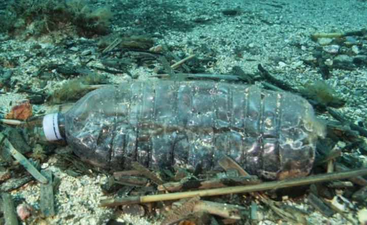Les débris de plastique en mer confondus avec de la nourriture Les débris de plastique en mer confondus avec de la nourriture