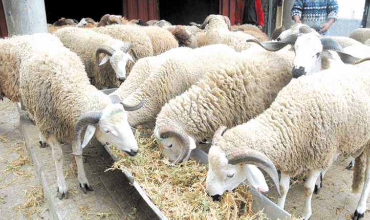 L’offre en cheptel ovin et caprin dépasse largement la demande pour l’Aïd El Adha L’offre en cheptel ovin et caprin dépasse largement la demande pour l’Aïd El Adha