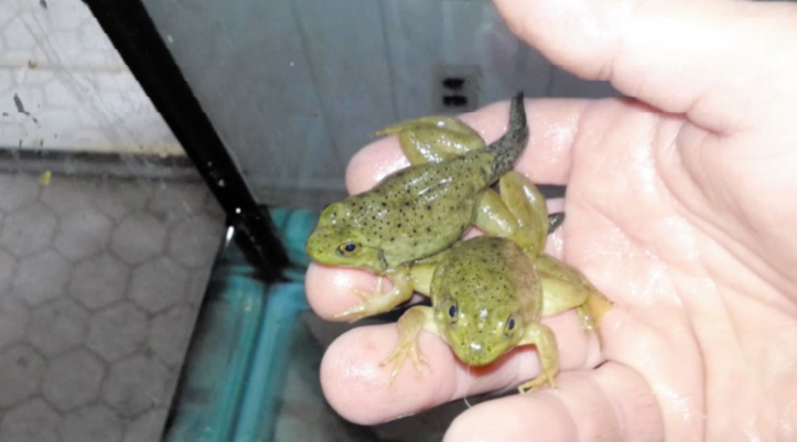 Elever et vendre des grenouilles pour lutter contre leur trafic