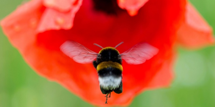 Les bourdons menacés d'extinction Les bourdons menacés d'extinction